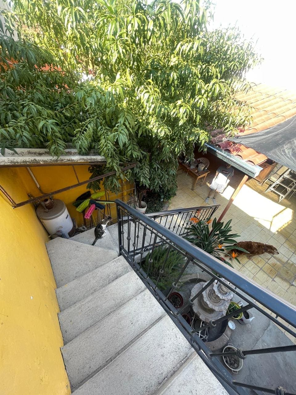 Escalera de la casa con el árbol del patio y macetas de barro en los escalones